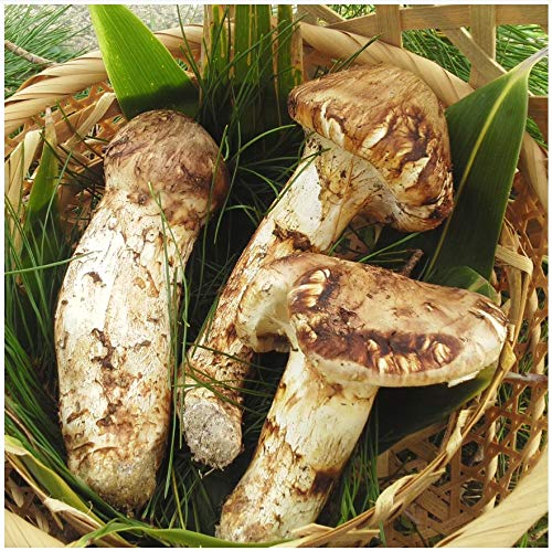 松茸　北海道　550g 訳あり　送料込　国産　② 松茸 北海道 550g 訳あり 送料込 国産 ② 国産松茸（ご家庭用